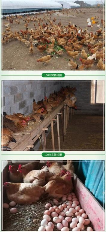 夢揚農場 貨真價實的草雞是如何產出的 —— 家禽飼養全紀錄