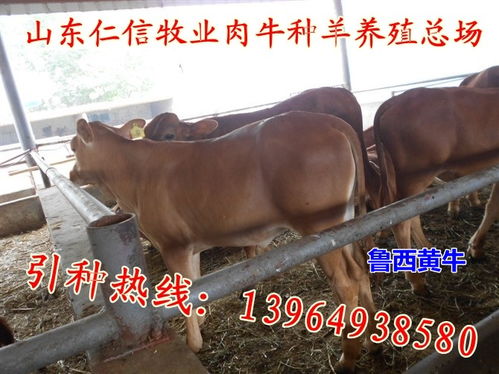 農產品價格波動對家禽飼養業的影響與應對策略