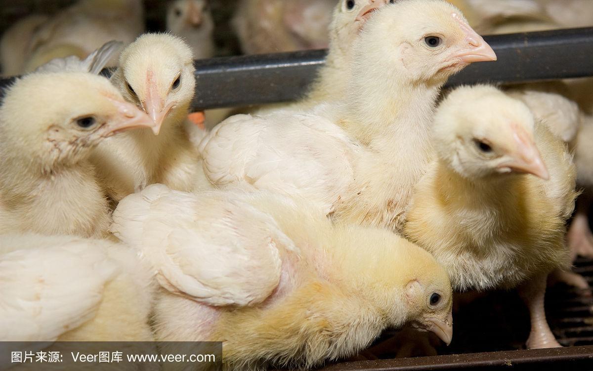 籠中肉雞 家禽飼養場里的產量、健康與爭議