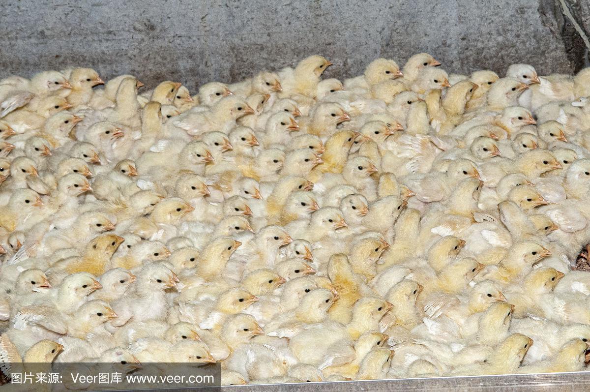家禽飼養場谷倉里的小雞